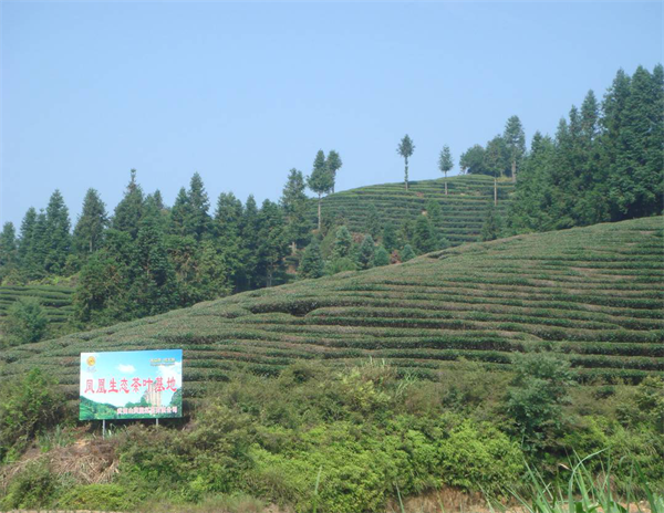 武夷山凤凰茶业密云龙 铁杵磨针以时间淬炼好茶