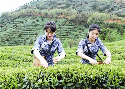 满城尽飘有机茶香等你来品“有机”茶味