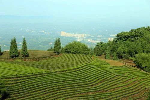 大里特早茶·赶场天电商中心共同打造首个特早茶天猫旗舰店