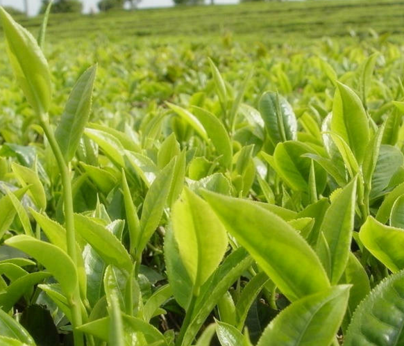 普洱茶三年药七年宝