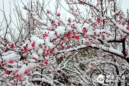 【稽古】君烹茶可用过那梅上雪