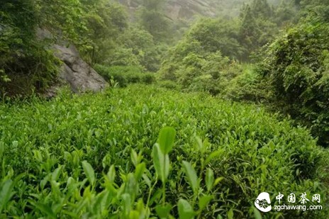 【学茶记】零基础学茶 从这4个阶段开始