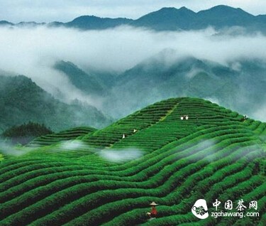 有”茶“，就是这么任性！盘点中国茶的十大世界之最