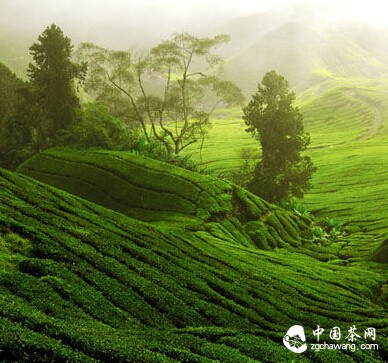 有”茶“，就是这么任性！盘点中国茶的十大世界之最