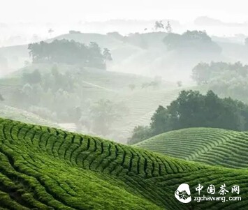 河南人不能不知道本土茶文化