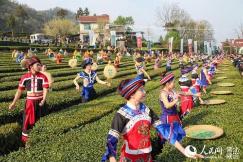 湖北五峰春茶旅游节开幕 茶产业成百姓致富"绿色银行"