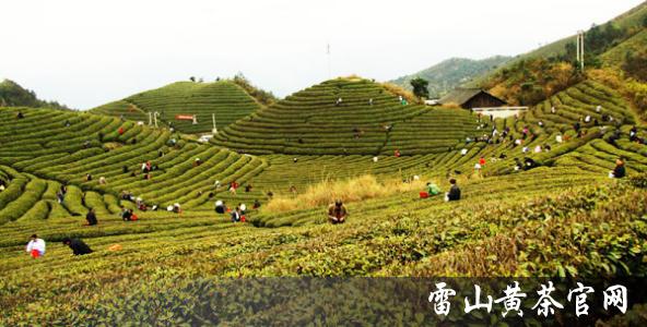 雷山黄茶官网业界口碑第一