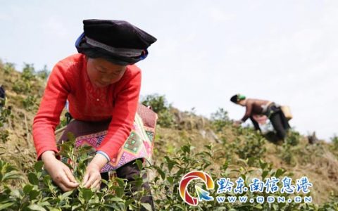 丹寨：苗乡抢摘“明前茶”