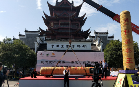 世界共享“安化黑茶日”“世界茶王”挑战基尼斯纪录
