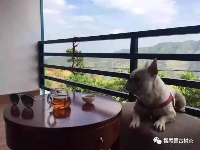 忙吗？这杯茶带你“慢”享生活