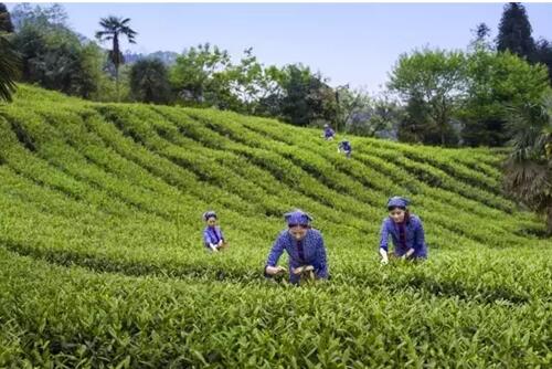 “峨眉雪芽杯”中国首届茶旅精品线路评选活动开始了，茶旅路线由你自己亲手规划！