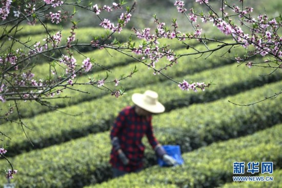 “三峽茶谷”加緊採摘明前茶