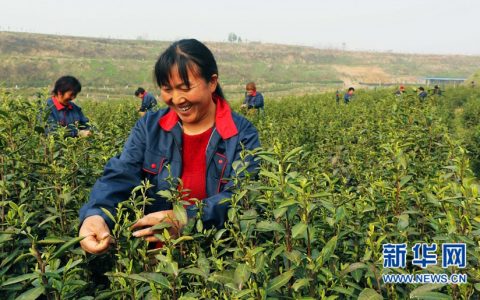 河南内乡：万亩茶园抢采“明前茶”