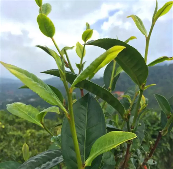 乌龙茶的品种包括哪些？