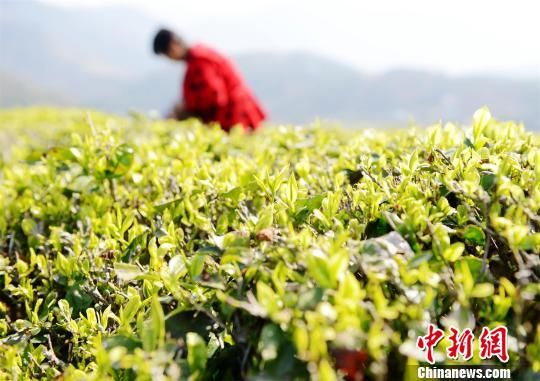 湖北保康迎“明前茶”采摘高峰 茶农采茶忙