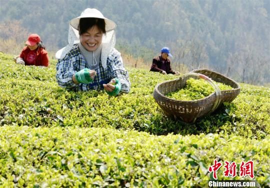 湖北保康迎“明前茶”采摘高峰 茶农采茶忙