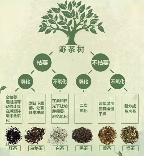 原来我们喝的茶是这样的！