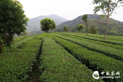 好茶知时节，秋来香更浓。秋茶如何保存，我教你