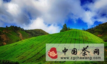 禅茶：茶香中止息