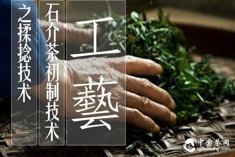 石介茶初制技术---揉捻技术