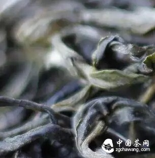 烘青、炒青绿茶为什么不能用来加工普洱茶？