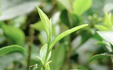 上海茶业交易中心福鼎寿眉盛大发售，老白茶带你重温岁月变迁