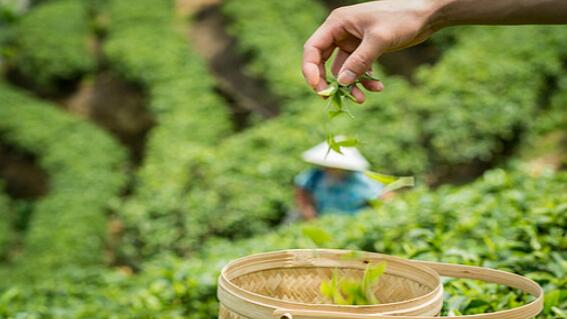 他们属于不同民族 却都怀揣关于茶的梦想