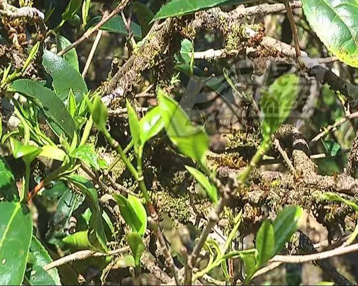 潮州茶树枝干被厚苔藓覆盖 1斤茶卖3万