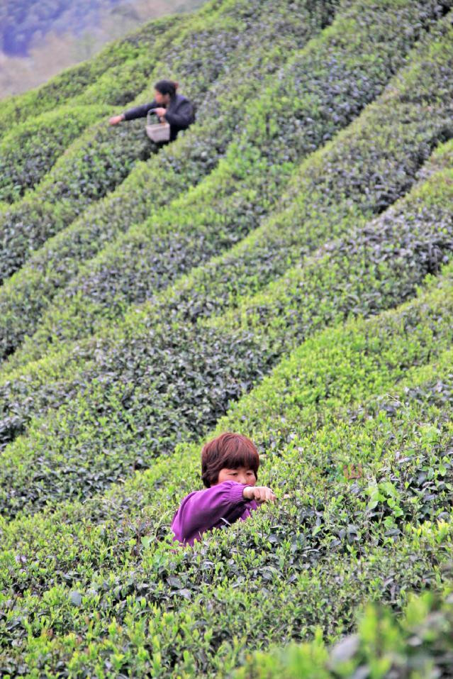 研发红茶 提高茶产业附加值