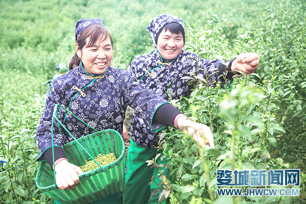 清明时节茶飘香