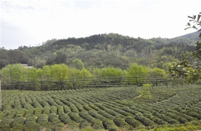 茶都信阳：一方山水育茶香