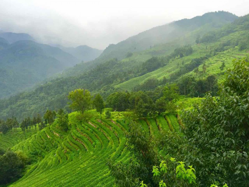 问道武当山，品茶八仙观！ 武当山八仙观有机茶园开采仪式圆满举行！