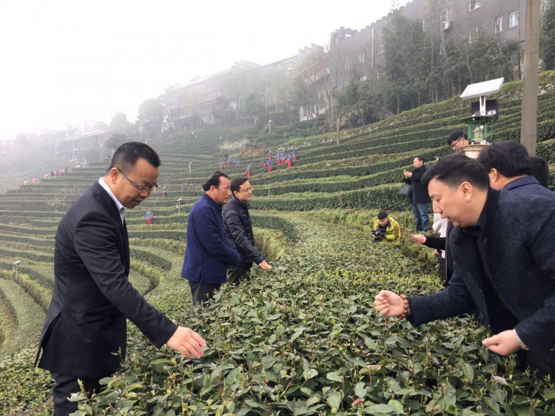 问道武当山，品茶八仙观！ 武当山八仙观有机茶园开采仪式圆满举行！