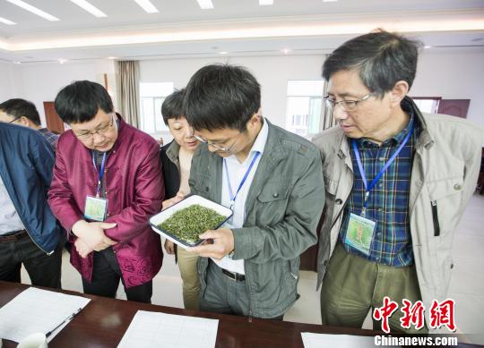 鄱阳湖产区40余茶商携产品“斗茶”争霸茶王