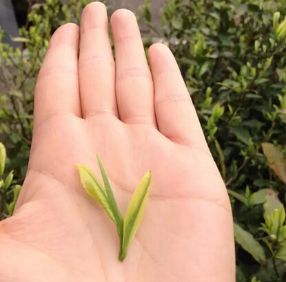 初夏的舌尖，应该有绿茶的味道