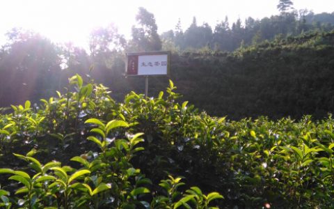 【大美六堡·大讲堂】之六堡茶树——（二）六堡茶树的品类