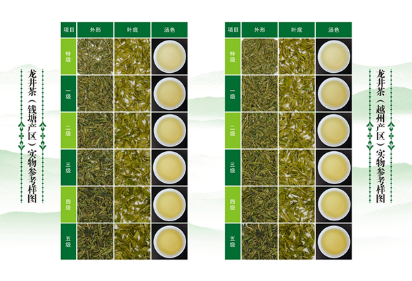 赶在明前茶上市前 浙江首次发布龙井茶“国标”实物