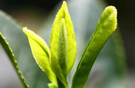 解读武夷岩茶中的杂异味