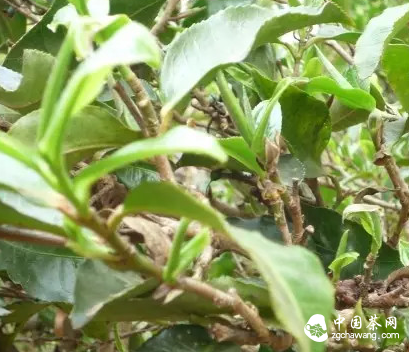 普洱镇沅县栽培型古茶树资源