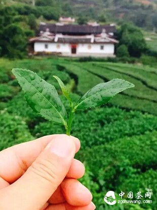 茶是治疗肠道疾病的良药