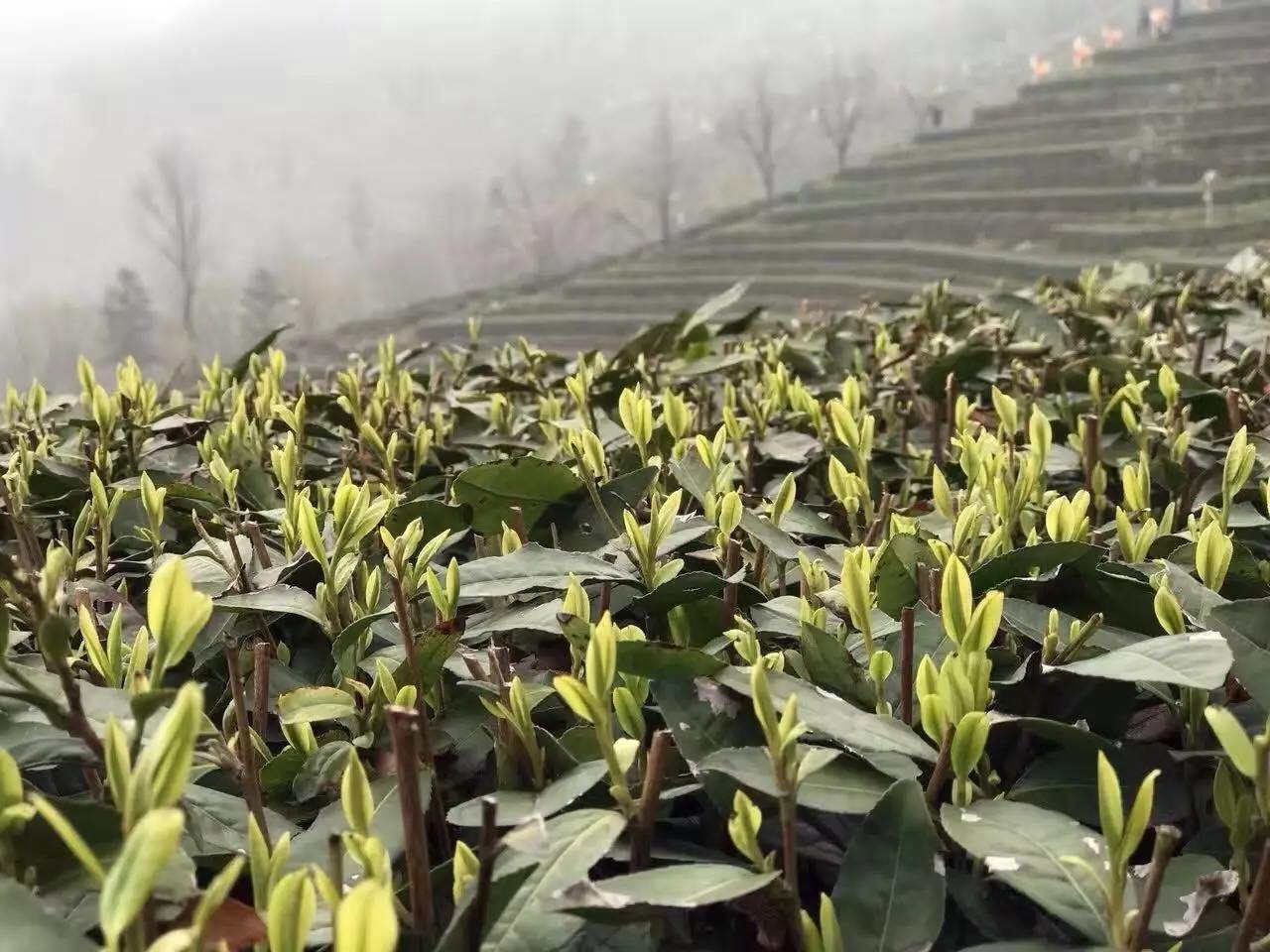 祥源武当山有机茶  胜境仙山最叶嘉