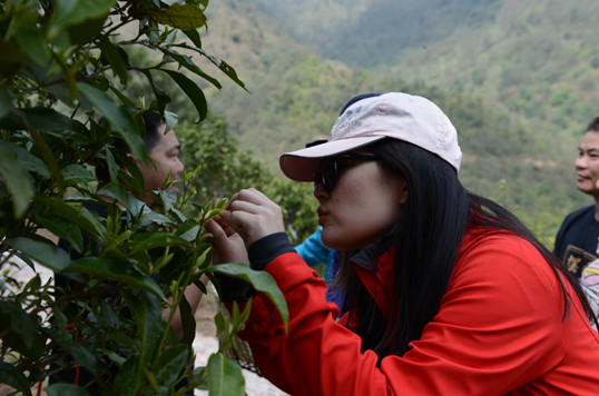 王维敏 | 意犹未尽的采茶之行，爱心传递的公益之旅