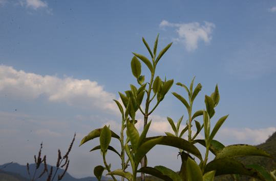 韦洪阳 | 以质朴茶心和孩子一起成长