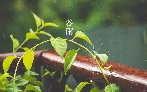 谷雨：全民饮茶日 喝茶正当时