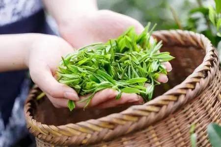 谷雨：全民饮茶日 喝茶正当时