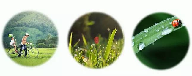 谷雨：全民饮茶日 喝茶正当时