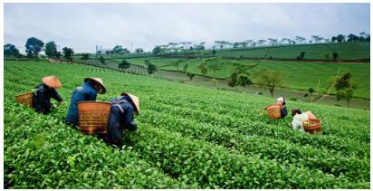 茶产业转型升级风口，茶品汇引领行业“新零售”变革