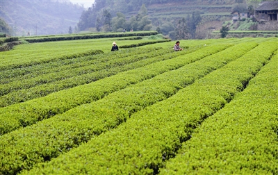 一条渠道助信阳茶产业转型