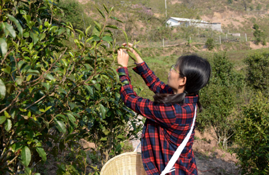 张倩倩 | 摆尾箐是我的茶之初恋