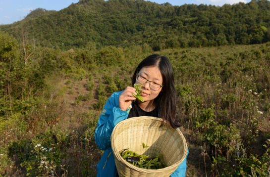 张倩倩 | 摆尾箐是我的茶之初恋